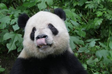 Komik Dev Panda Pozu, Mutlu Panda Dilini çıkardı, Pekin Hayvanat Bahçesi, Çin