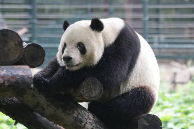 Pekin Hayvanat Bahçesi, Çin 'deki Dev Panda' yı kapatın.