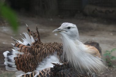 Great Bustard Bird, Otis Tarda