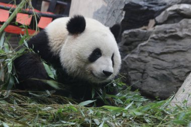 Pekin Hayvanat Bahçesi, Çin 'deki Dev Panda' yı kapatın.
