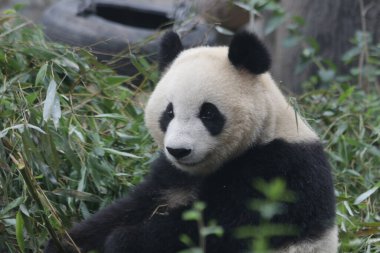 Pekin Hayvanat Bahçesi, Çin 'deki Dev Panda' yı kapatın.