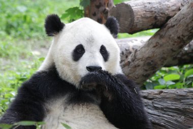 Pekin Hayvanat Bahçesi, Çin 'deki Dev Panda' yı kapatın.
