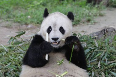 Chengdu Panda Üssü, Çin 'deki Yumuşak Panda' yı kapatın.
