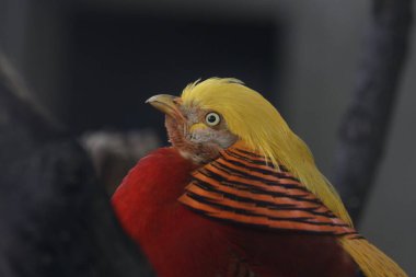 Çin Altın Sülün Kuşu, Altın Zirveli Renkli Vücut Plumage