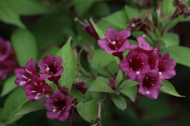 Weigela çalılarının çiçekleri, özellikle eski moda Weigela olarak tanımlanır (Weigela florida). 