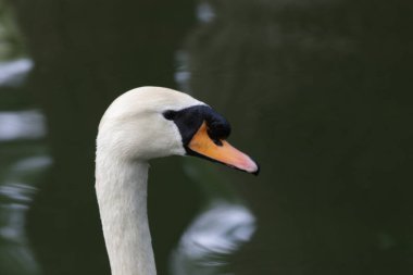 Gölde yüzen güzel beyaz Kaz Kuğu, Pekin Hayvanat Bahçesi, Çin