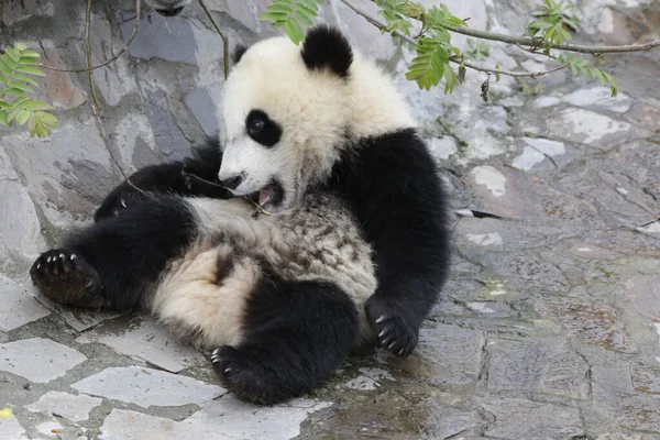 Маленькая Пушистая Панда Веселится Дворе Китай — стоковое фото