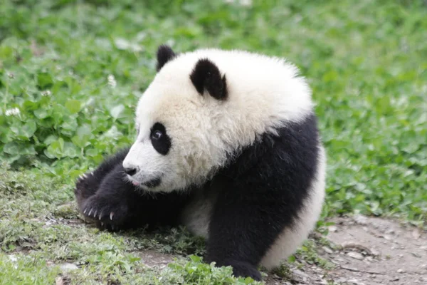 Kleiner Flauschiger Panda Auf Dem Grünen Hof Chengdu Panda Base — Stockfoto