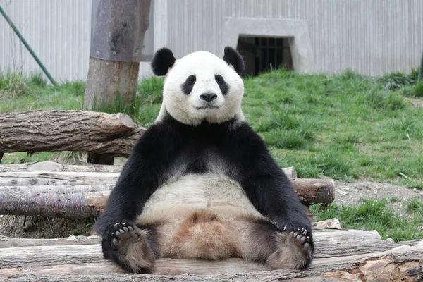大熊猫的滑稽姿势 这只熊猫坐着 像个国王 — 图库照片