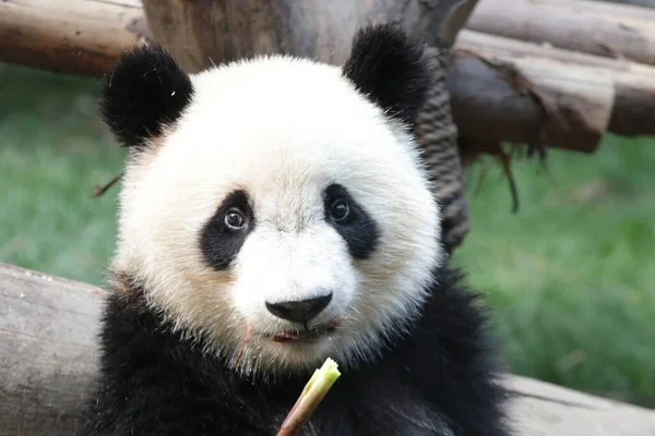 Close up Beautiful fluffy face of Panda in Chengdu Panda Base