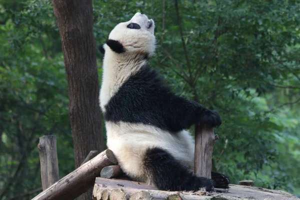 Zabawna Poza Giant Panda Chengdu Panda Base Panda Relaksuje Się — Zdjęcie stockowe