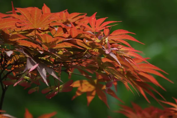 Close Red Maple Leaves Autumn — Stock Photo, Image