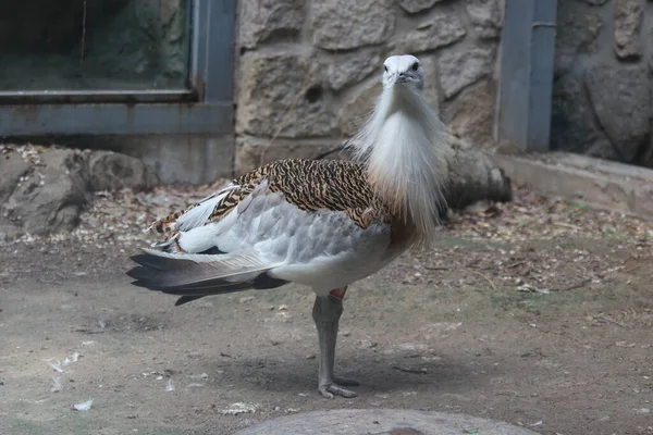 Gros Plan Oiseau Outarde Otis Tarda — Photo