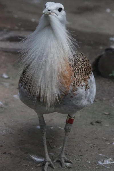 Primer Plano Bustard Bird Otis Tarda —  Fotos de Stock