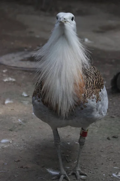 Κοντινό Πλάνο Μεγάλο Πουλί Bustard Otis Tarda — Φωτογραφία Αρχείου