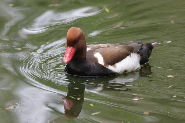Crête Rouge Mâle Pochard Duck Gros Plan Canard Coloré Nageant — Photo