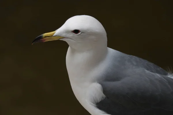 Close Bel Gabbiano Mare — Foto Stock