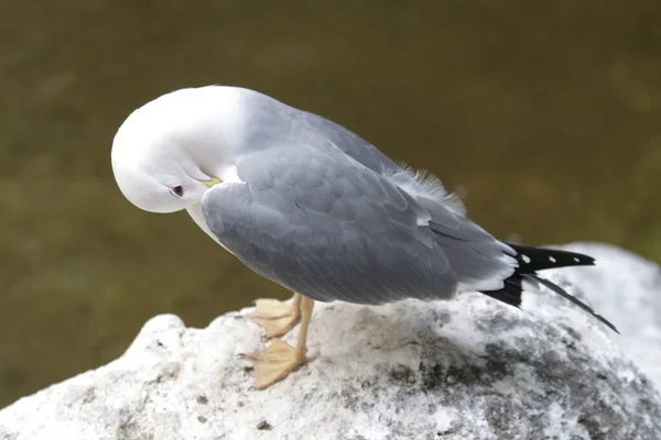 Close Beautiful Sea Gull — Stock Photo, Image