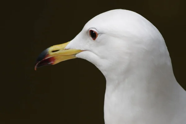 Cerca Hermoso Pájaro Gaviota Del Mar —  Fotos de Stock