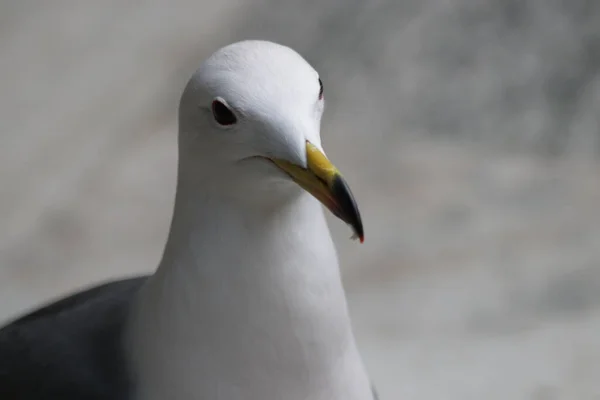 Close Beautiful Sea Gull Bird — Stock Photo, Image