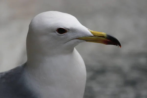 Close Beautiful Sea Gull Bird — Stock Photo, Image