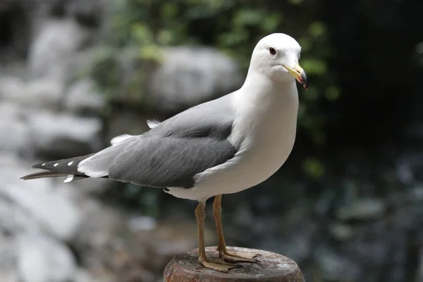 Cerca Hermoso Pájaro Gaviota Del Mar —  Fotos de Stock