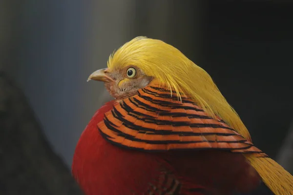 Close Chinese Golden Pheasant Bird Colorful Body Plumage Golden Crest — Stock Photo, Image