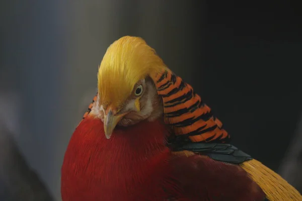 Close Chinese Gouden Fazant Vogel Kleurrijke Lichaam Plumage Met Gouden — Stockfoto