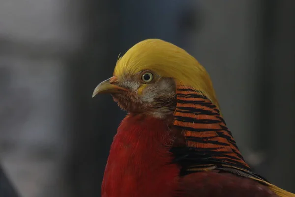 Großaufnahme Chinesischer Fasanenvogel Buntes Körpergefieder Mit Goldenem Wappen — Stockfoto