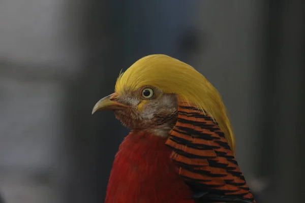 Close Chinese Golden Pheasant Bird Colorful Body Plumage Golden Crest — Stock Photo, Image