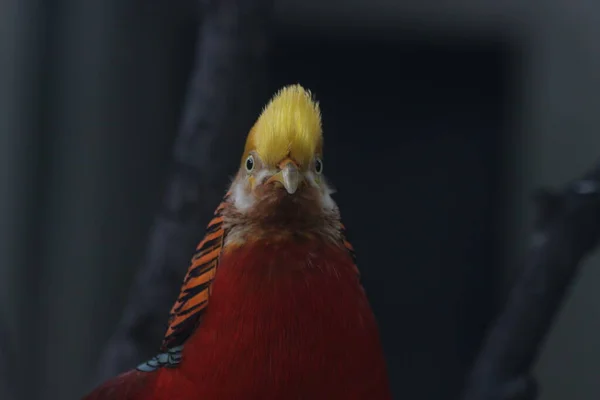 Κοντινό Πλάνο Κινεζική Golden Pheasant Πουλί Πολύχρωμο Δαμασκηνό Σώματος Golden — Φωτογραφία Αρχείου