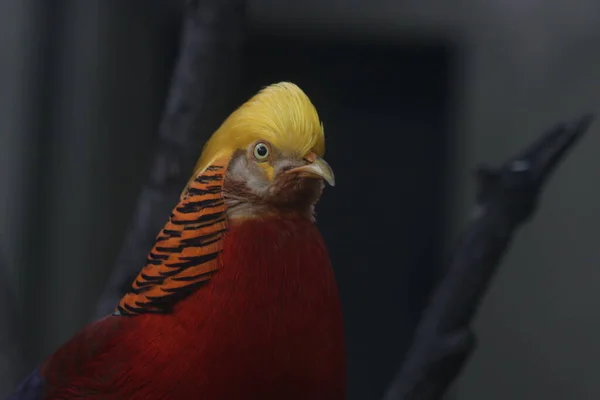 Close Pássaro Faisão Dourado Chinês Plumagem Corpo Colorido Com Crest — Fotografia de Stock
