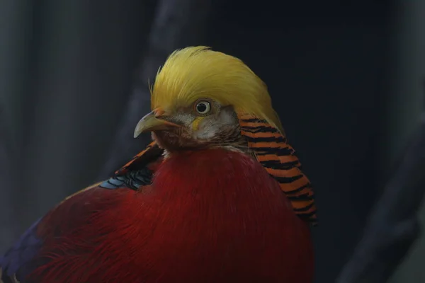 Close Pássaro Faisão Dourado Chinês Plumagem Corpo Colorido Com Crest — Fotografia de Stock