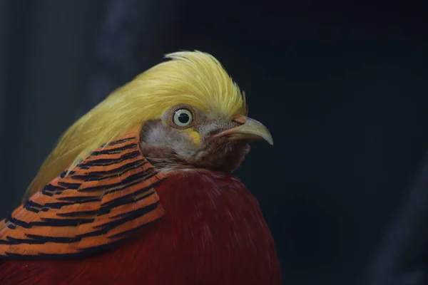 Κοντινό Πλάνο Κινεζική Golden Pheasant Πουλί Πολύχρωμο Δαμασκηνό Σώματος Golden — Φωτογραφία Αρχείου