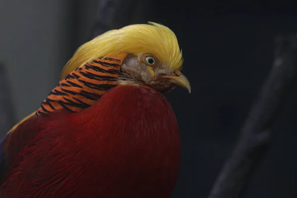 Close Chinese Golden Pheasant Bird Colorful Body Plumage Golden Crest — Stock Photo, Image