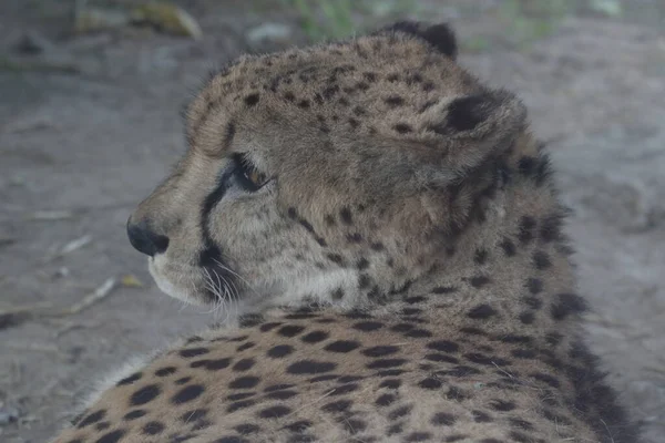 Chiudi Volto Cheetah — Foto Stock