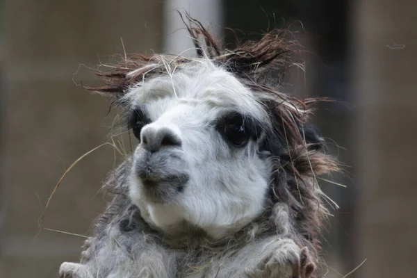 Das Gesicht Der Alpakas Aus Nächster Nähe — Stockfoto