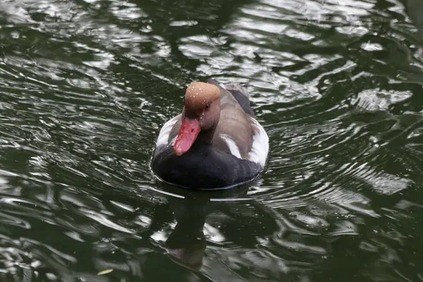 Canard Pochard Crête Rouge Avec Tête Brune Rouge Nager Dans — Photo