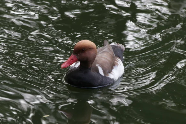 Canard Pochard Crête Rouge Avec Tête Brune Rouge Nager Dans — Photo