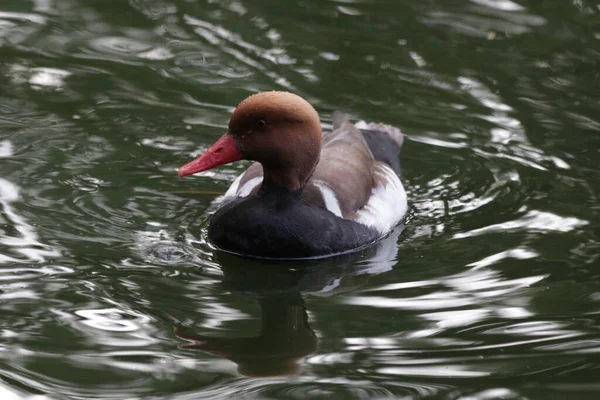 Red Crest Pochard Kacsa Vörös Barna Fejjel Úszás Tóban — Stock Fotó