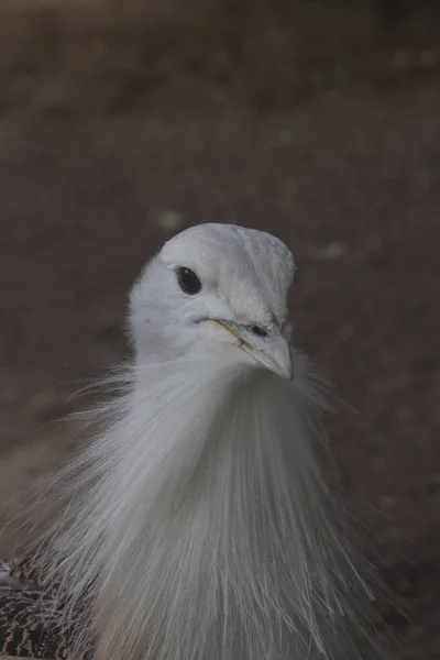 Grande Bustard Bird Otis Tarda — Fotografia de Stock