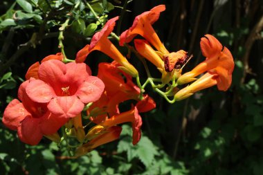Bir Campsis grandiflora kümesi, yaygın olarak Çin trompet sarmaşığı veya trompet sürüngeni olarak bilinir.. 