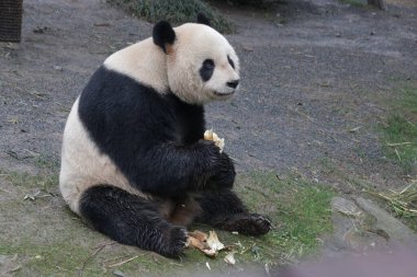 Happy Panda Eating Bamboo Shoot, Shnaghai Safari, Shanghai, China