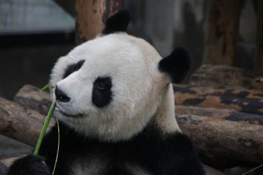 Çin 'deki Tüylü Dev Panda' yı kapatın.