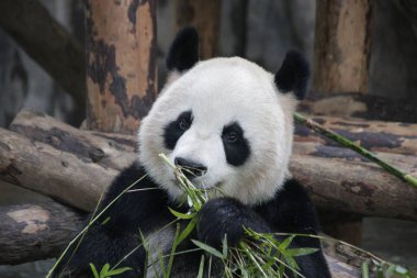 Beautiful Panda eating bamboo , Shanghai Safari, Shanghai, China
