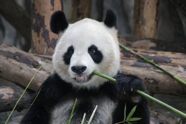 Beautiful Panda eating bamboo , Shanghai Safari, Shanghai, China