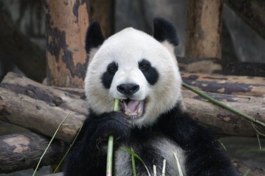 Happy Panda eating Bamboo, Shanghai, China