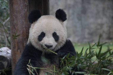Beautiful Panda Eating Bamboo, Shanghai, China