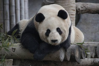 Uykucu Panda kameraya bakıyor, Çin