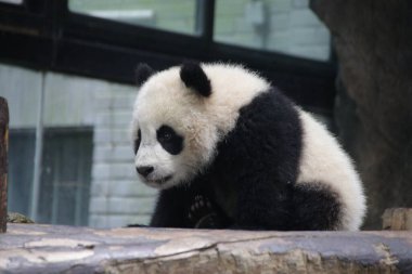 Shanghai, Çin 'deki Şirin Küçük Panda.